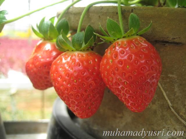 Best Strawberry