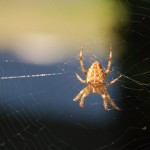 Cromok Live Concert 2012 Review spider web1 150x150 Cromok Live Concert 2012 Review